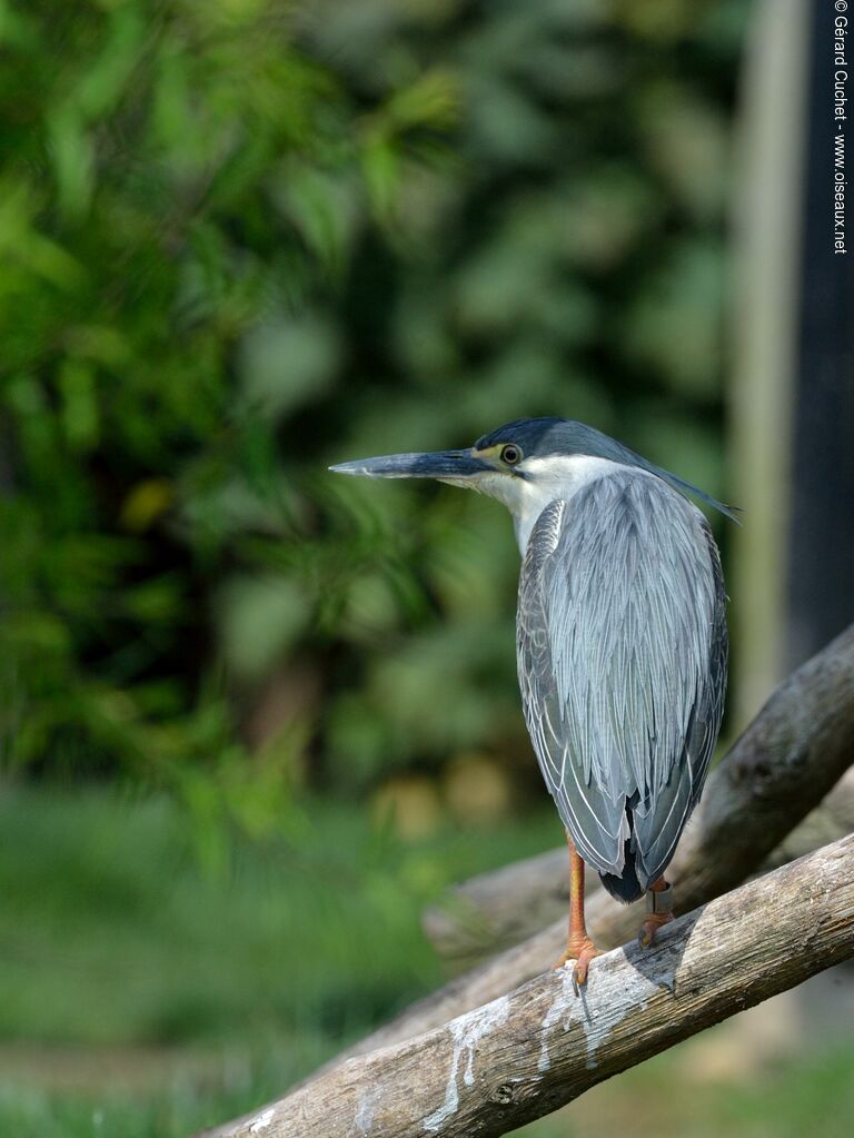 Striated Heron