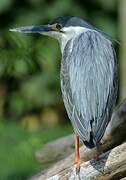 Striated Heron