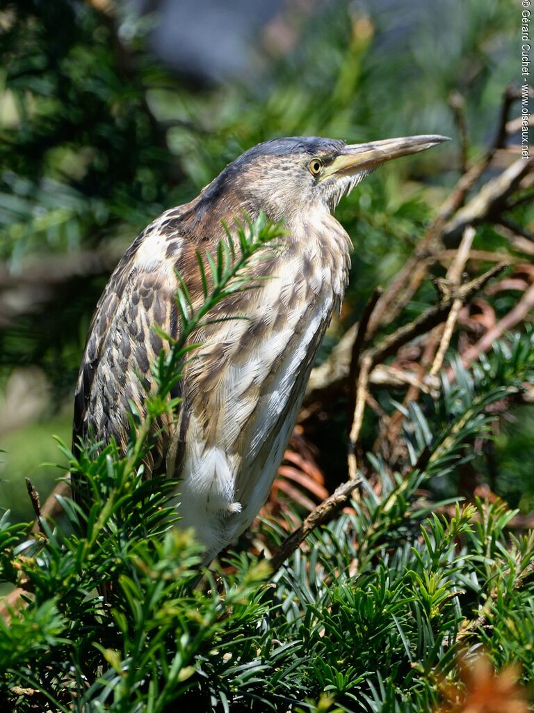 Striated Heron