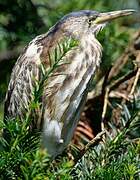 Striated Heron