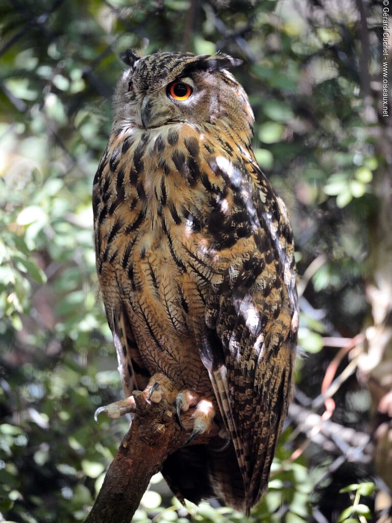 Long-eared Owladult