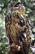 Long-eared Owl