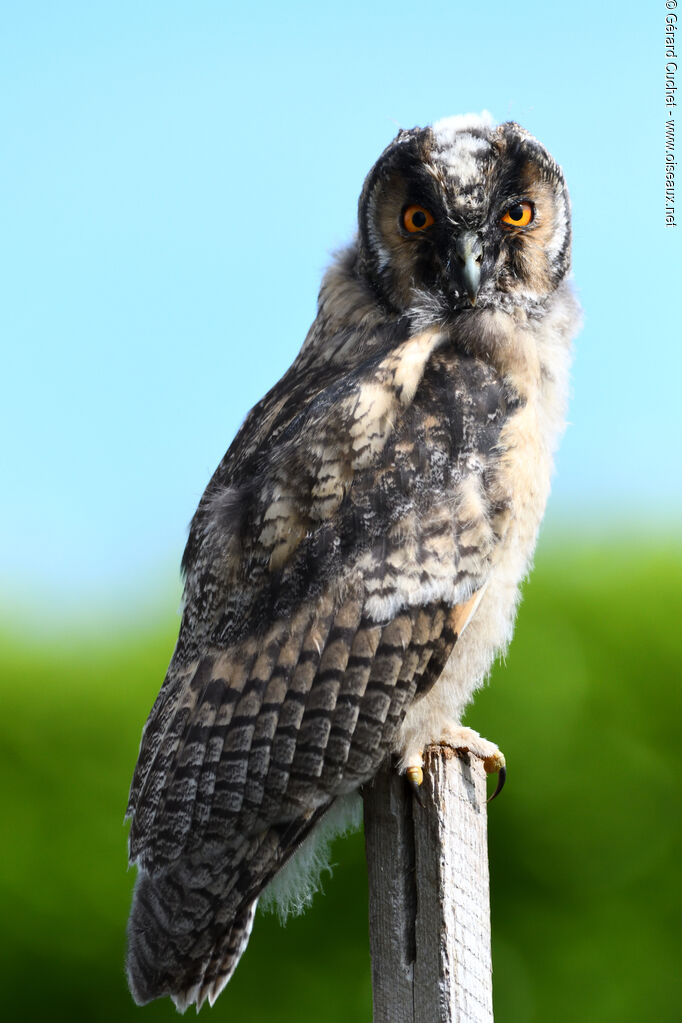 Hibou moyen-ducjuvénile, identification