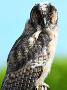 Long-eared Owl