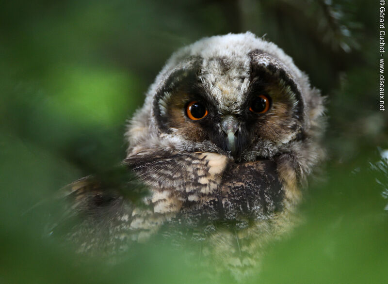 Long-eared Owljuvenile, close-up portrait, moulting
