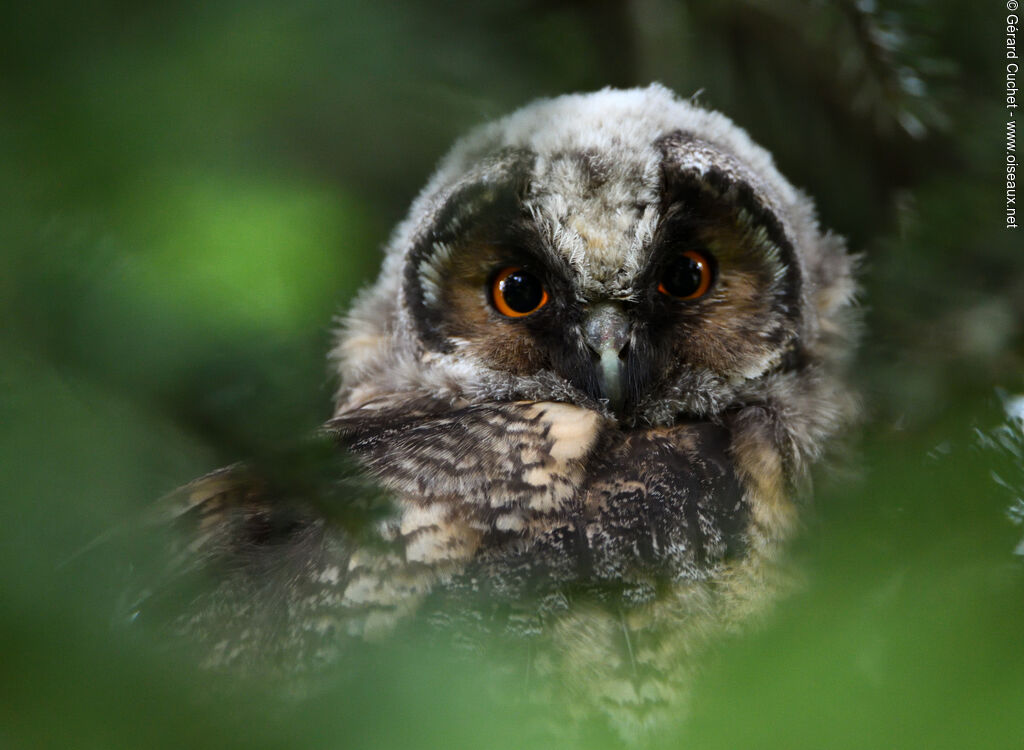 Long-eared Owljuvenile, close-up portrait, moulting