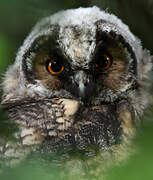 Long-eared Owl