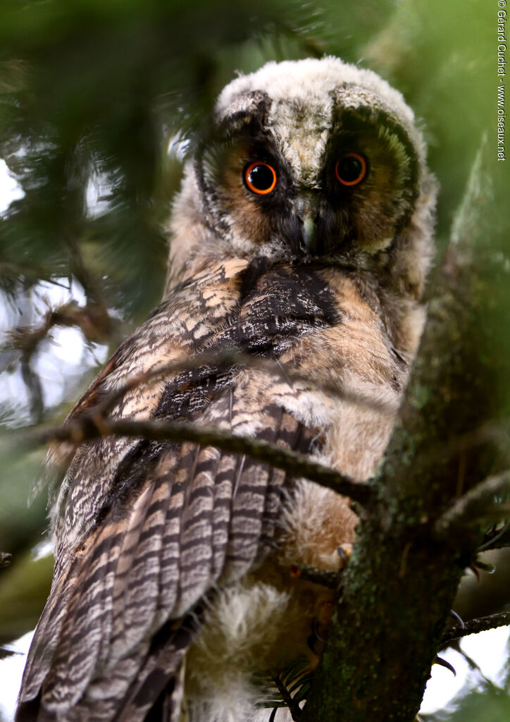 Hibou moyen-ducjuvénile, habitat