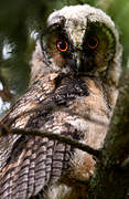 Long-eared Owl