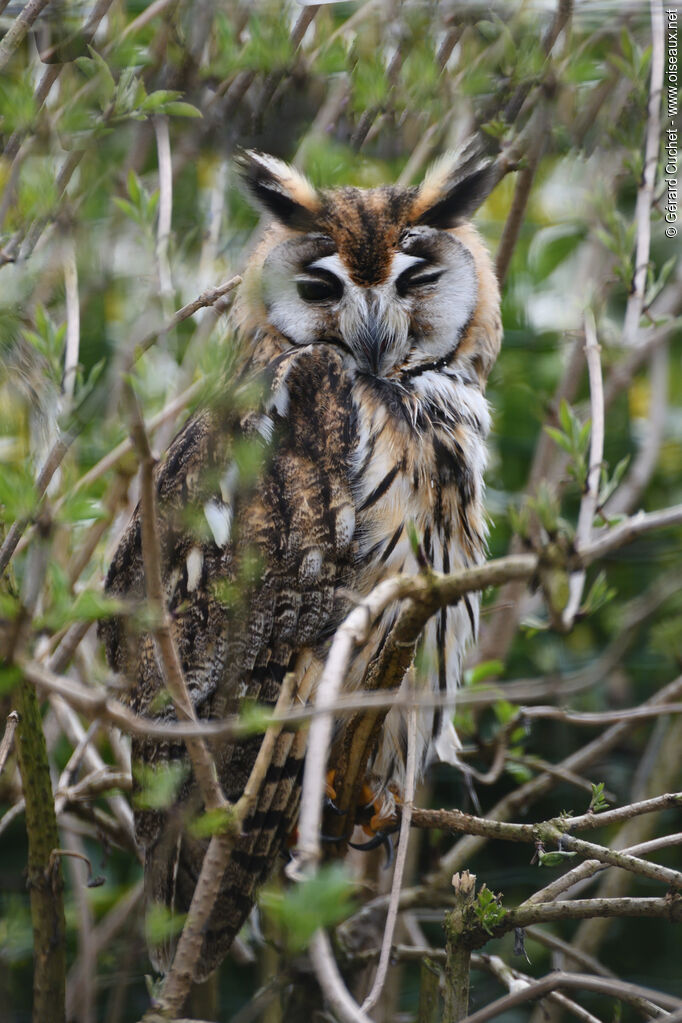 Striped Owl, identification