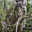 Hibou strié
