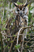 Striped Owl