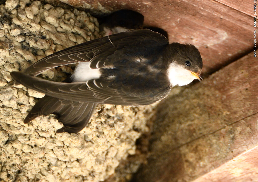 Common House Martin, habitat