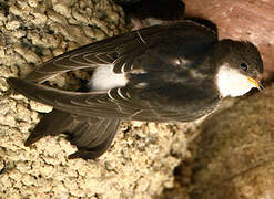 Common House Martin