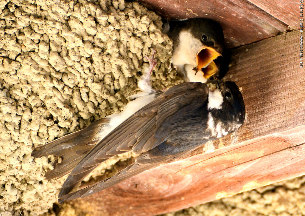 Western House Martin, eats