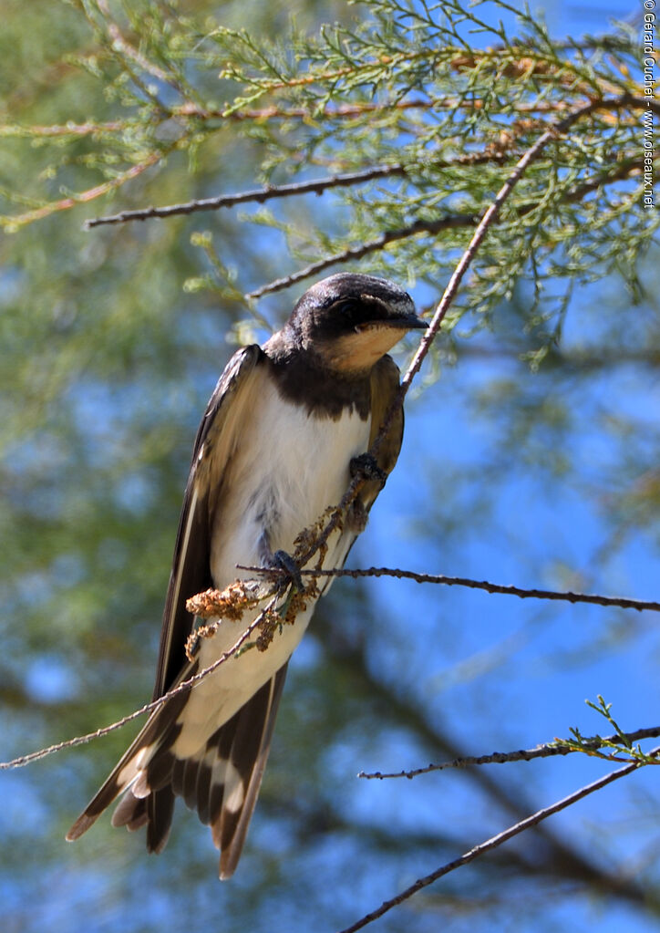 Hirondelle rustique, portrait