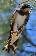 Barn Swallow