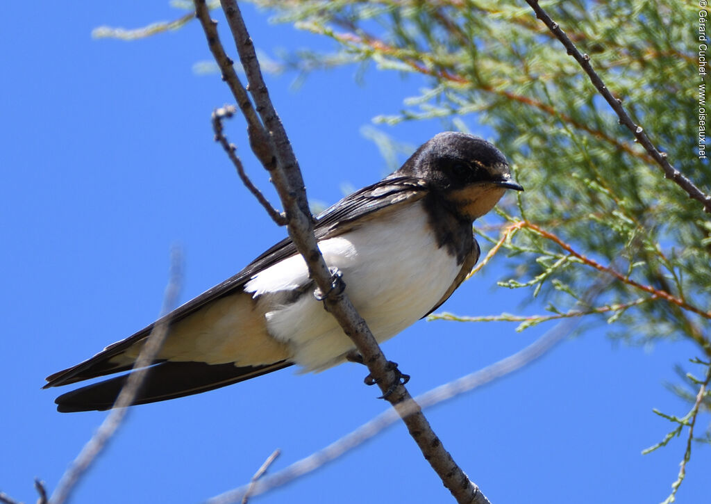 Hirondelle rustique, identification