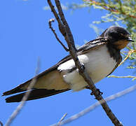 Barn Swallow