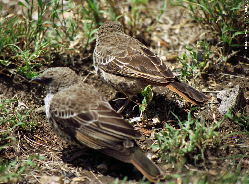 Rufous-tailed Weaver