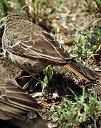 Rufous-tailed Weaver