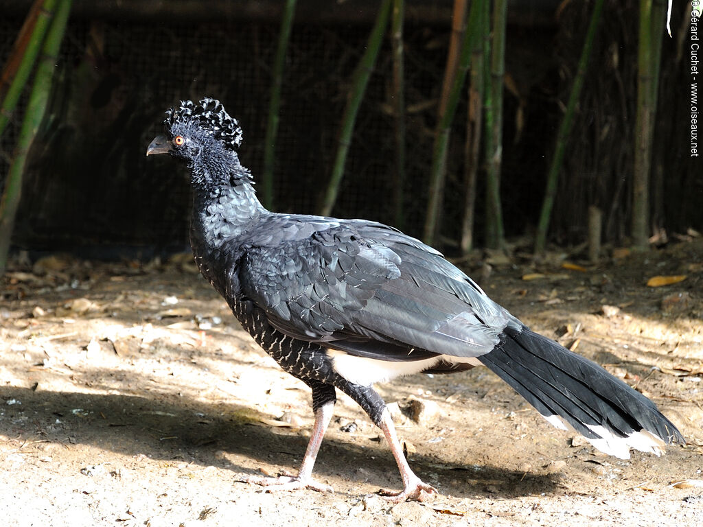 Yellow-knobbed Curassow