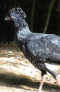 Yellow-knobbed Curassow