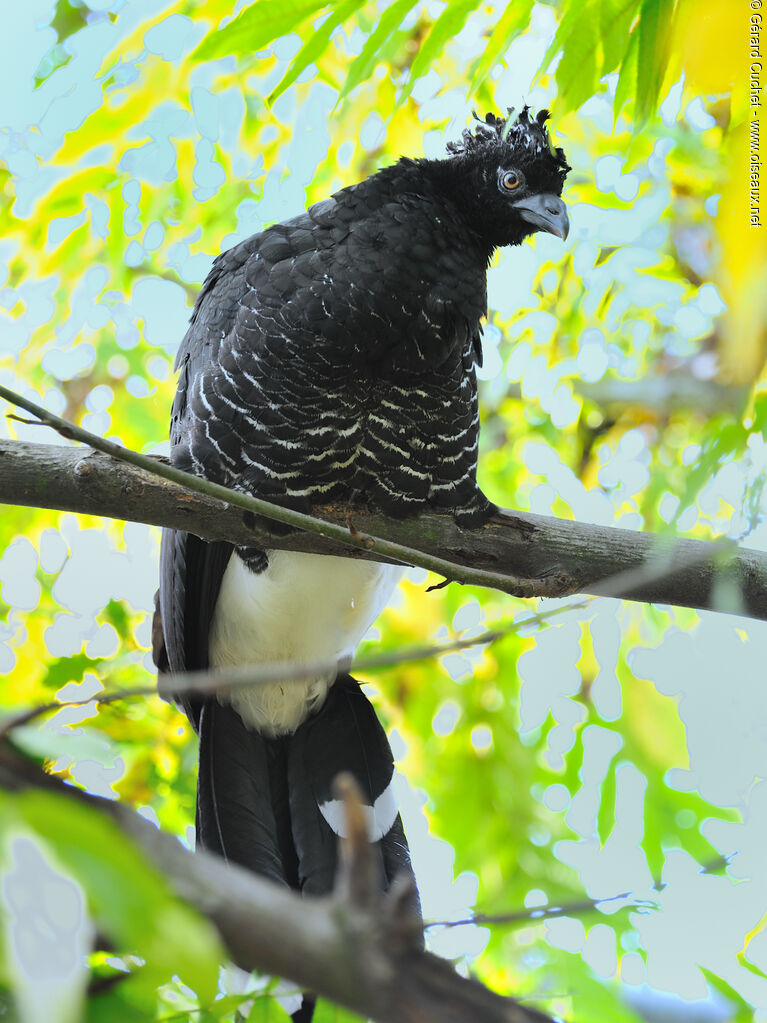 Yellow-knobbed Curassow