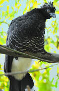 Yellow-knobbed Curassow