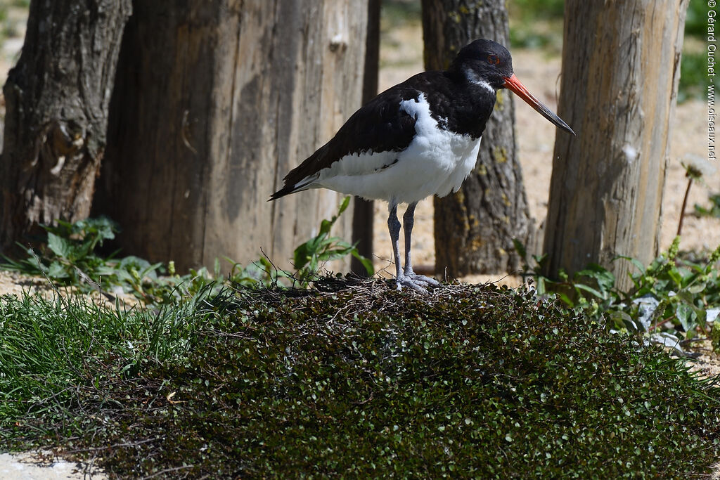 Eurasian Oystercatcher, identification