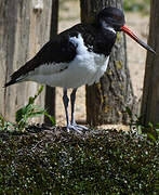 Eurasian Oystercatcher