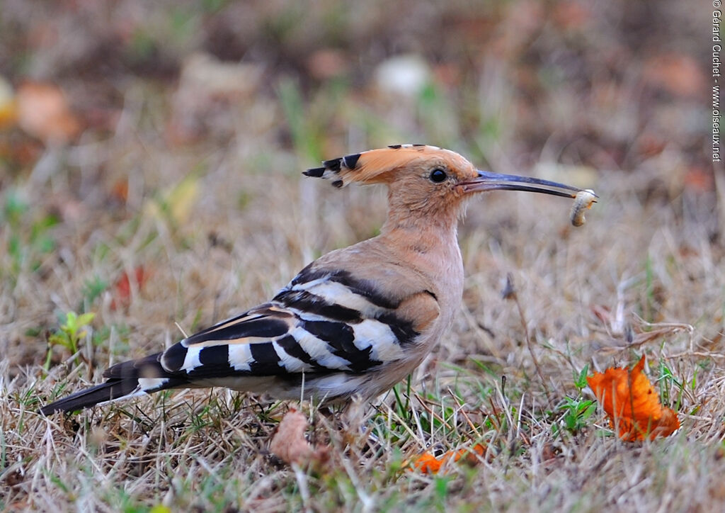 Eurasian Hoopoe