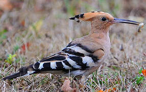 Eurasian Hoopoe