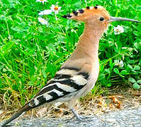 Eurasian Hoopoe