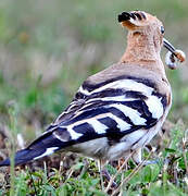 Eurasian Hoopoe