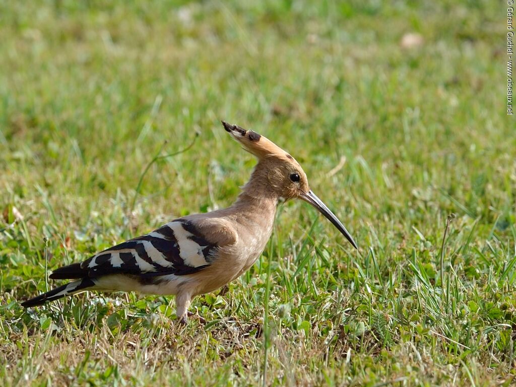 Eurasian Hoopoe