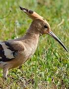 Eurasian Hoopoe