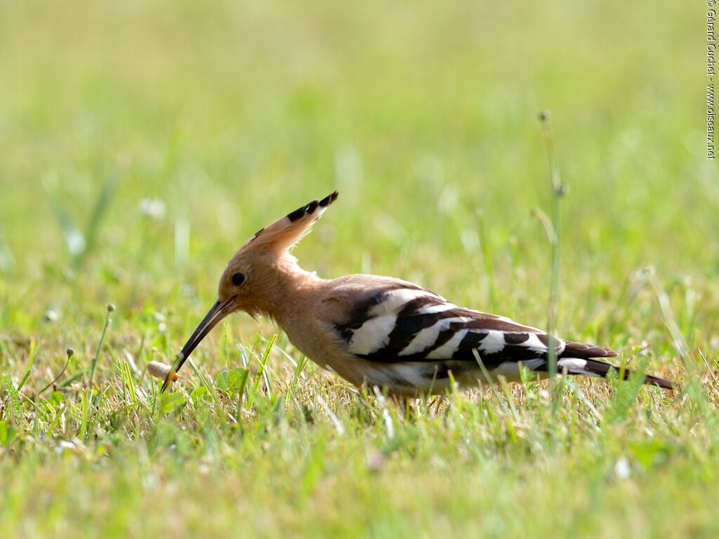 Eurasian Hoopoe