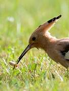 Eurasian Hoopoe