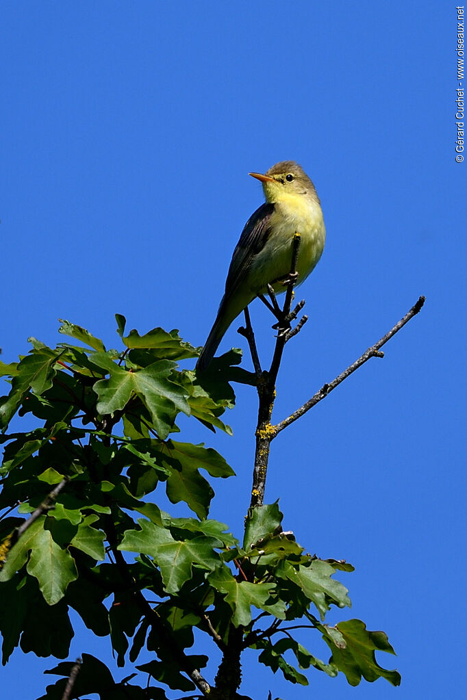 Melodious Warbler, identification