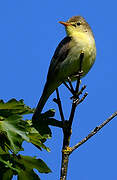 Melodious Warbler