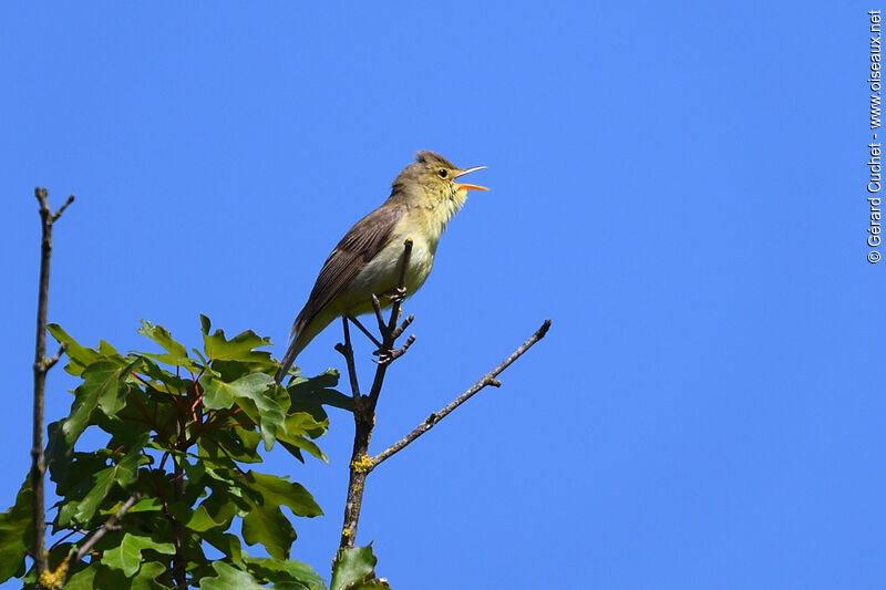 Melodious Warbler, song