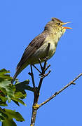 Melodious Warbler