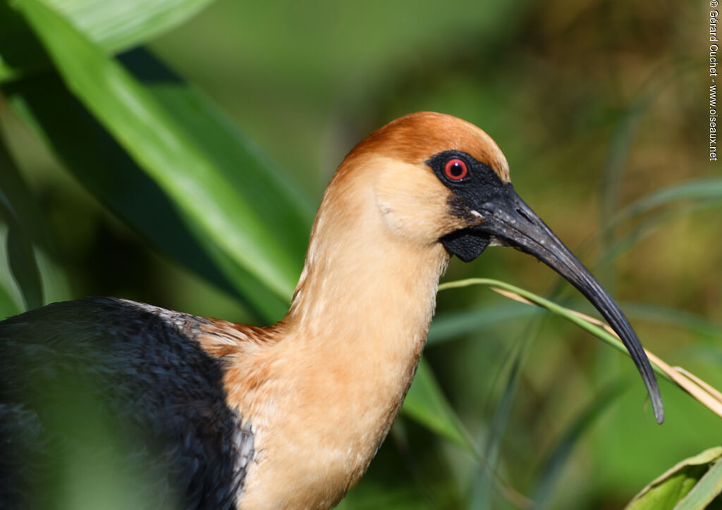 Black-faced Ibis, close-up portrait