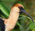 Ibis à face noire