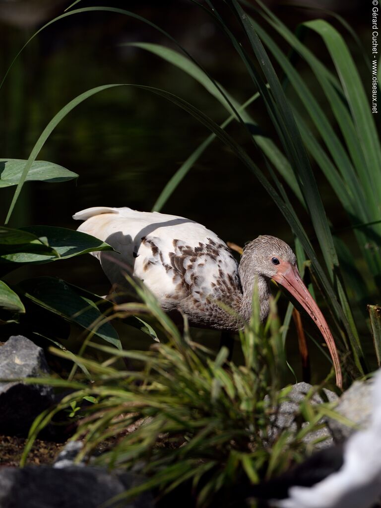 Ibis blancjuvénile