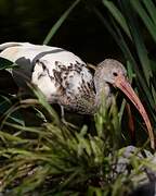 American White Ibis