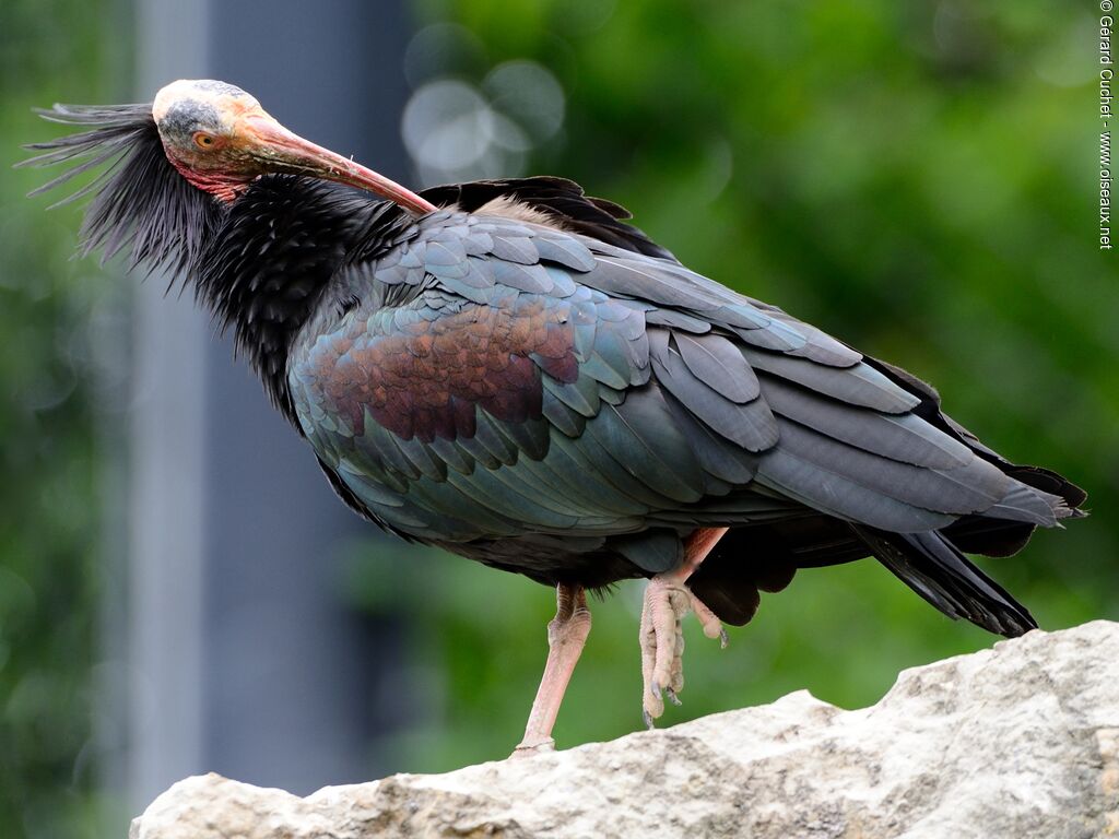 Northern Bald Ibis