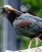 Northern Bald Ibis