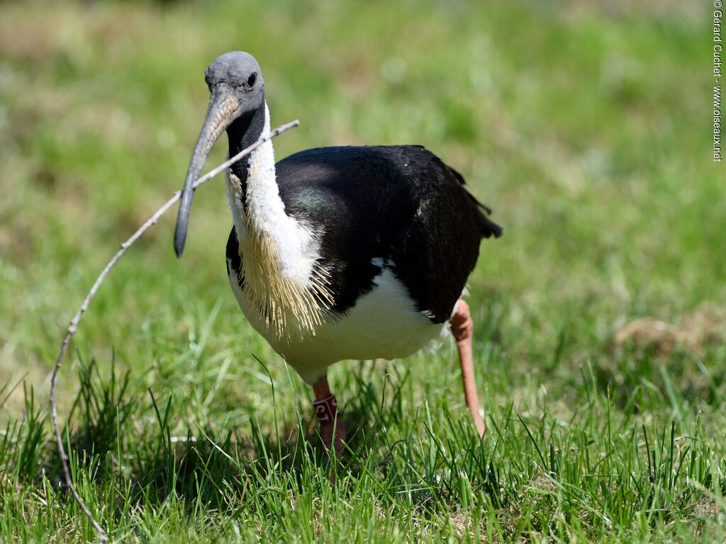 Straw-necked Ibis